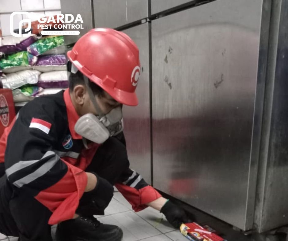 Jasa Pembasmi Kecoa di Tangerang