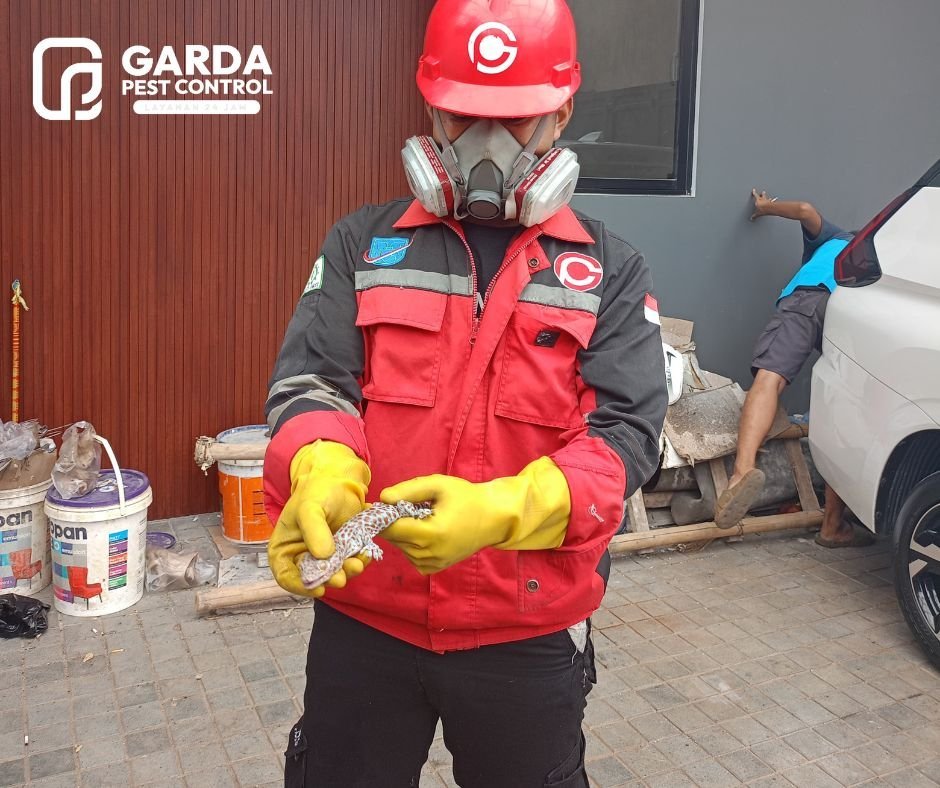 Jasa Pembasmi Tokek Terdekat di Tangerang