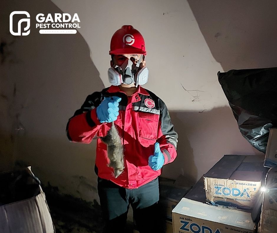 Jasa Pembasmi Tikus di Tangerang